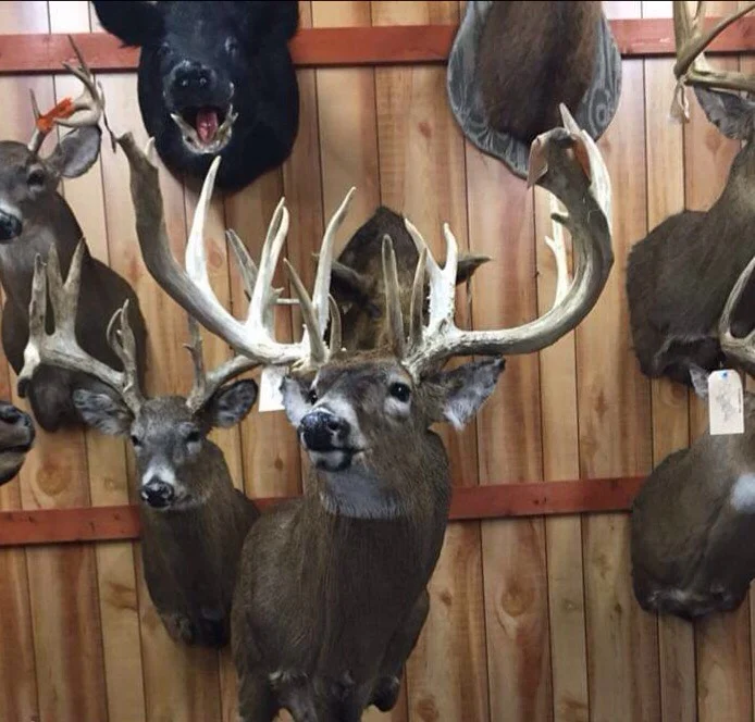 Old River Road Taxidermy - 2