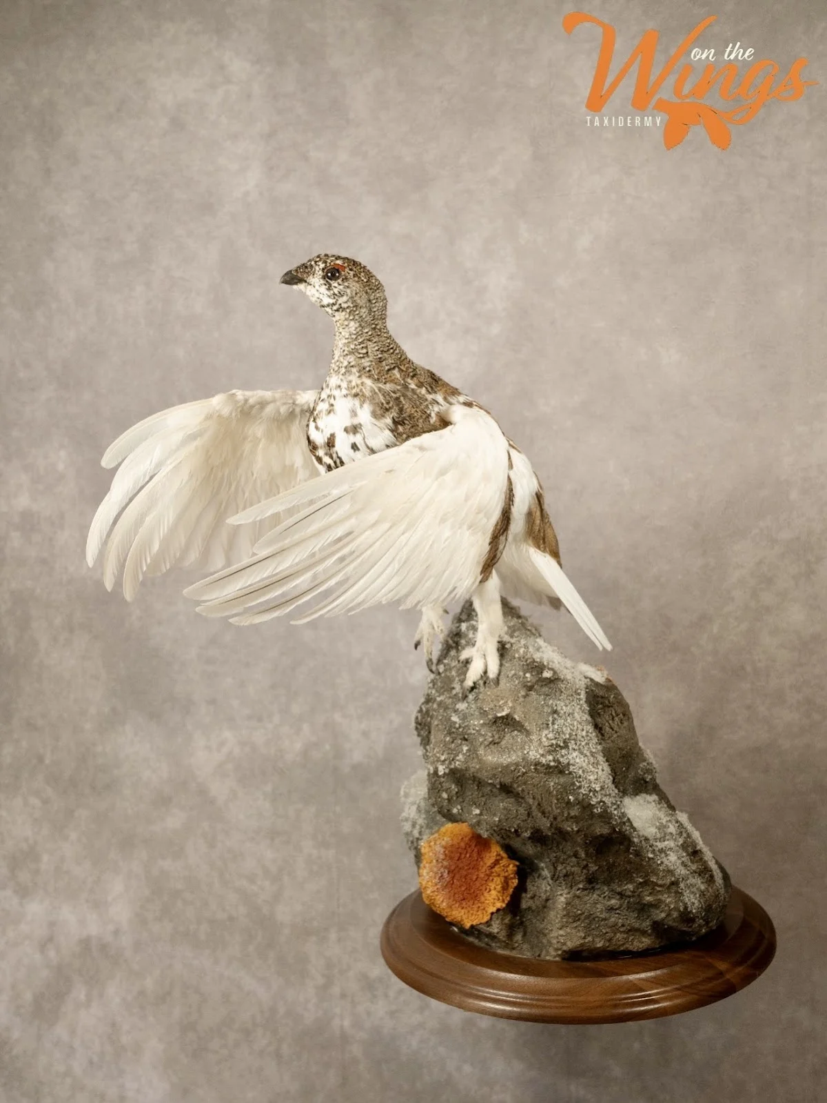 On the wings taxidermy - 2