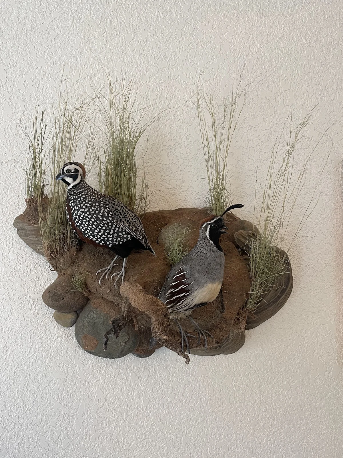 On the wings taxidermy