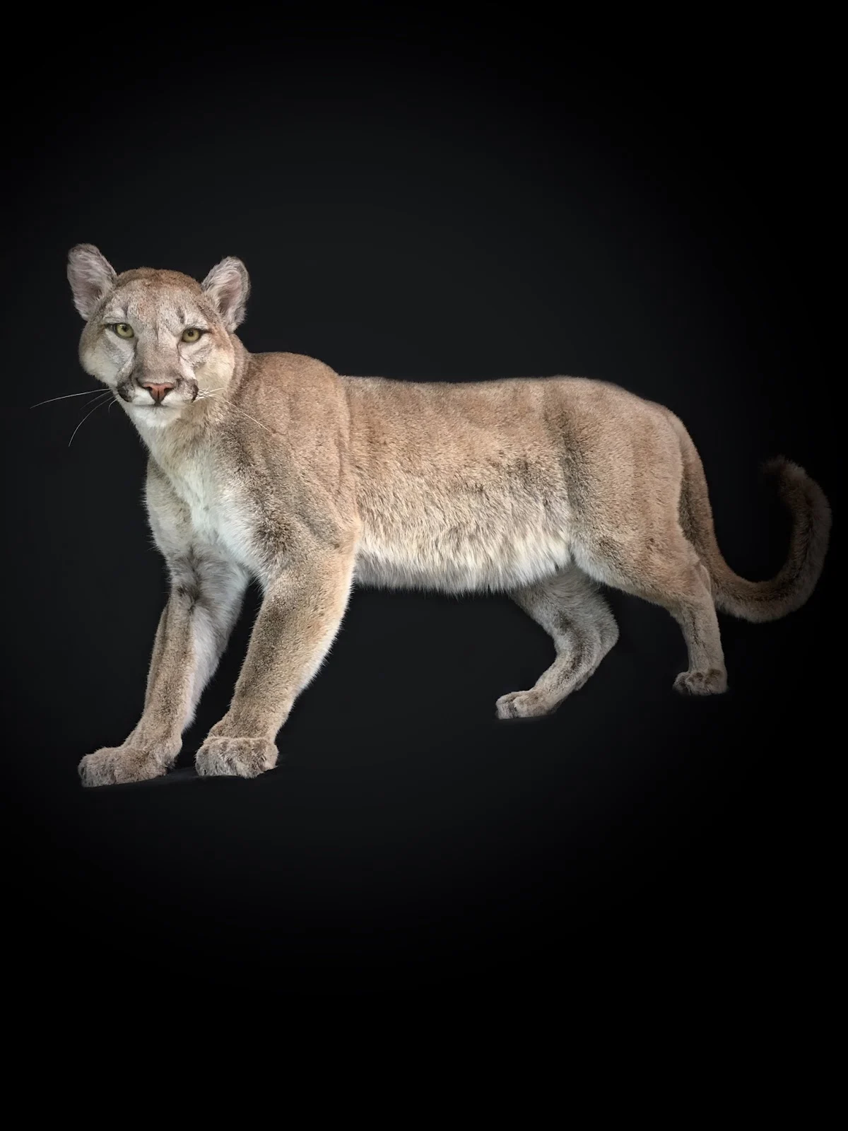 Otten Brothers Taxidermy