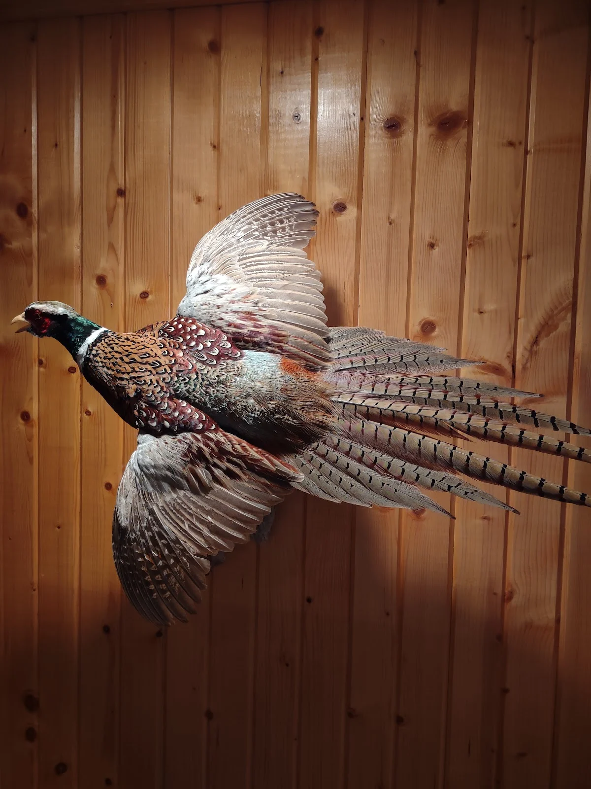 Outback Taxidermy