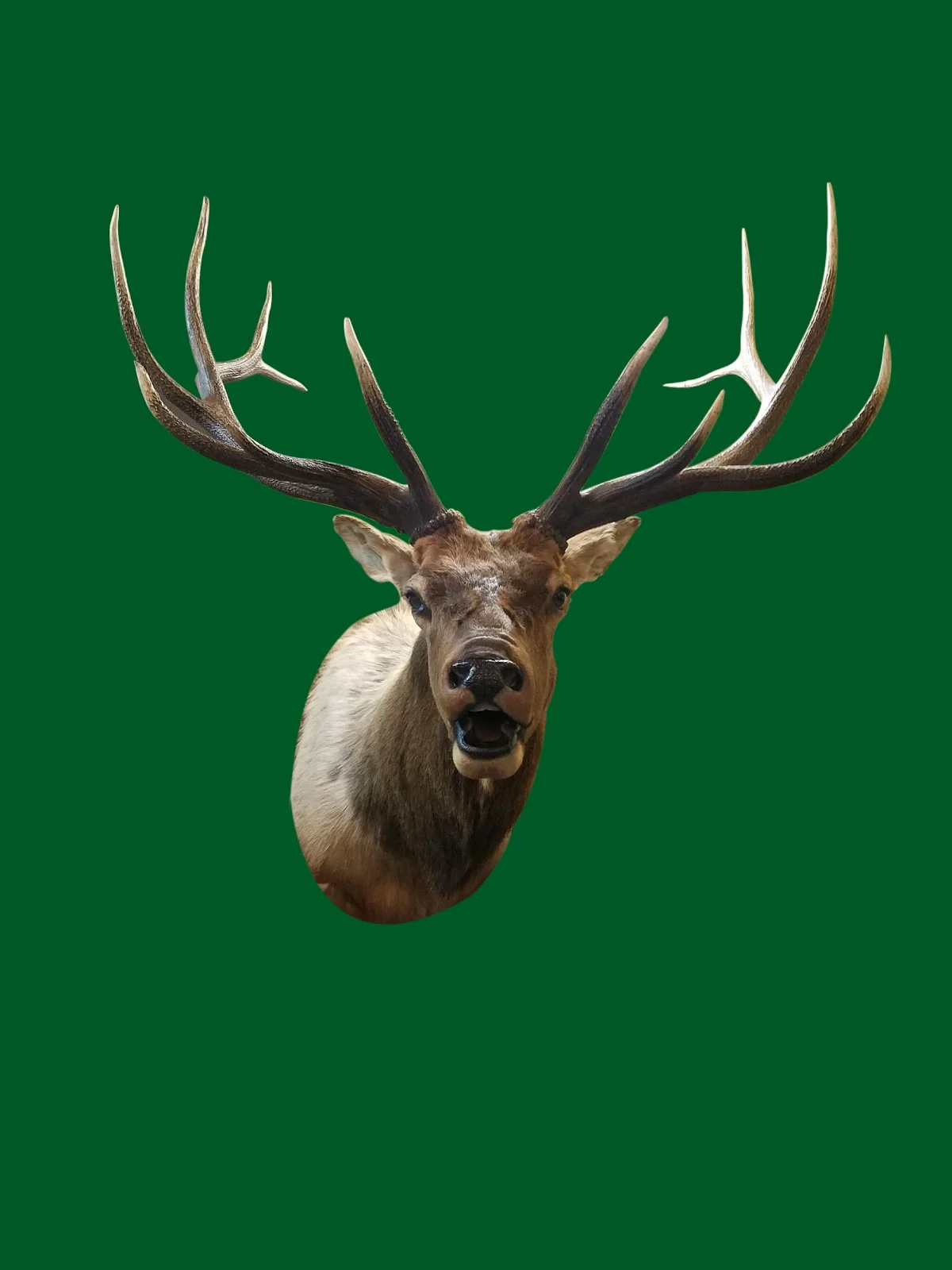 Outdoor Memories Taxidermy