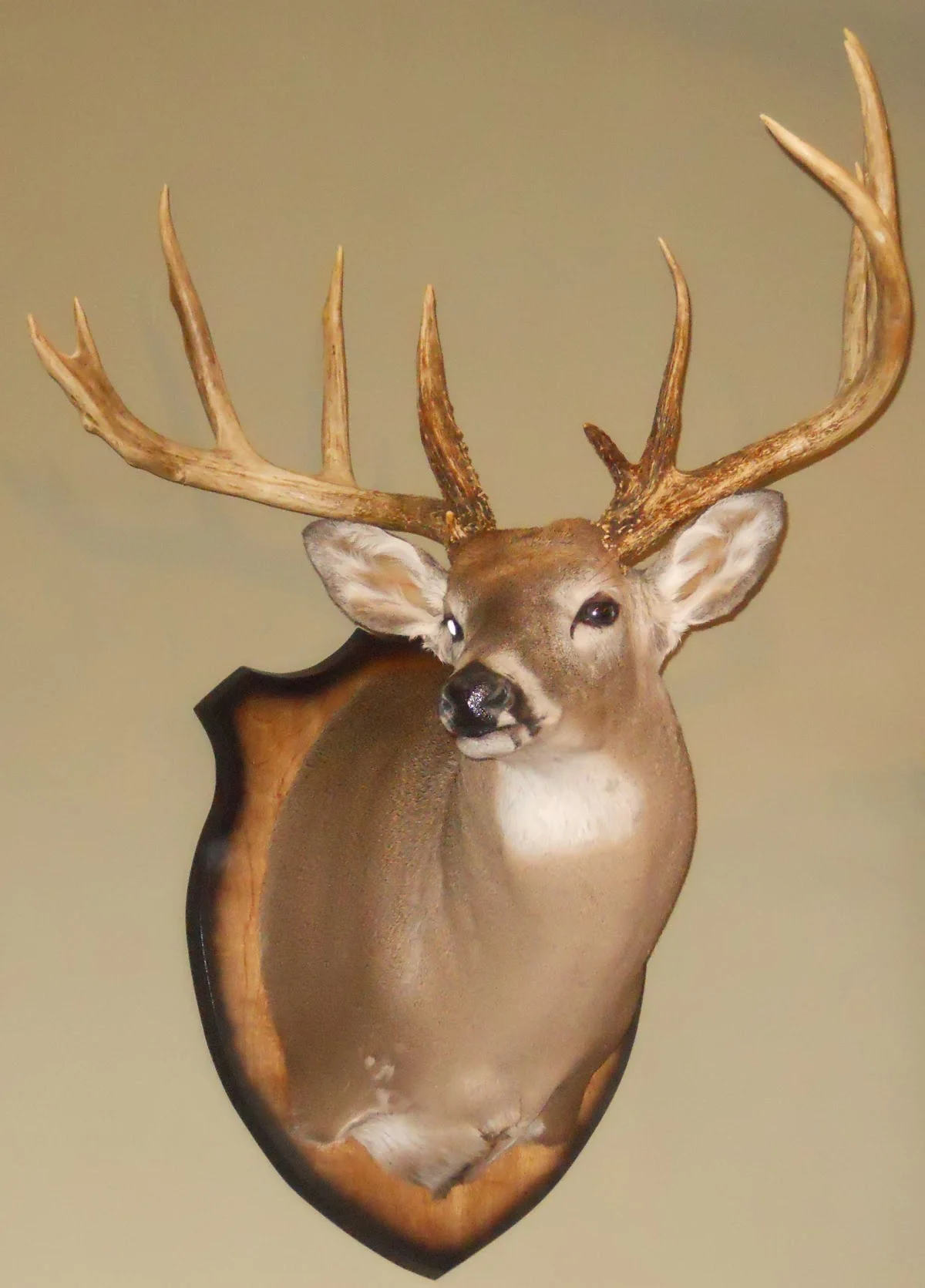 Outdoorsman Taxidermy and Wild Game Processing Co - 2
