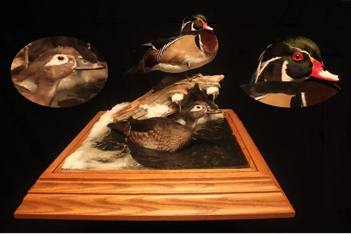 Pearson's Taxidermy