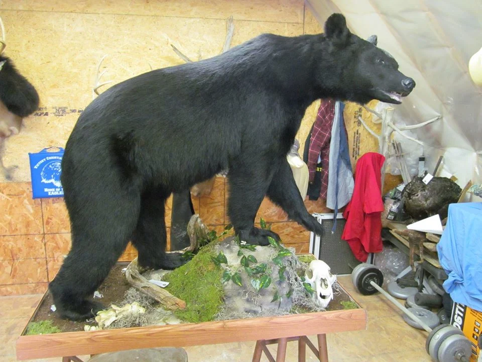 Pendergrass Taxidermy - 2