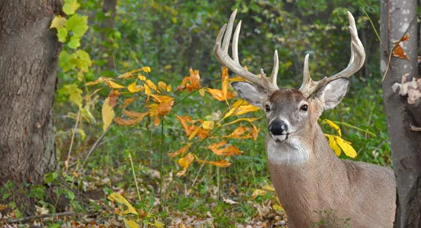Pendergrass Taxidermy