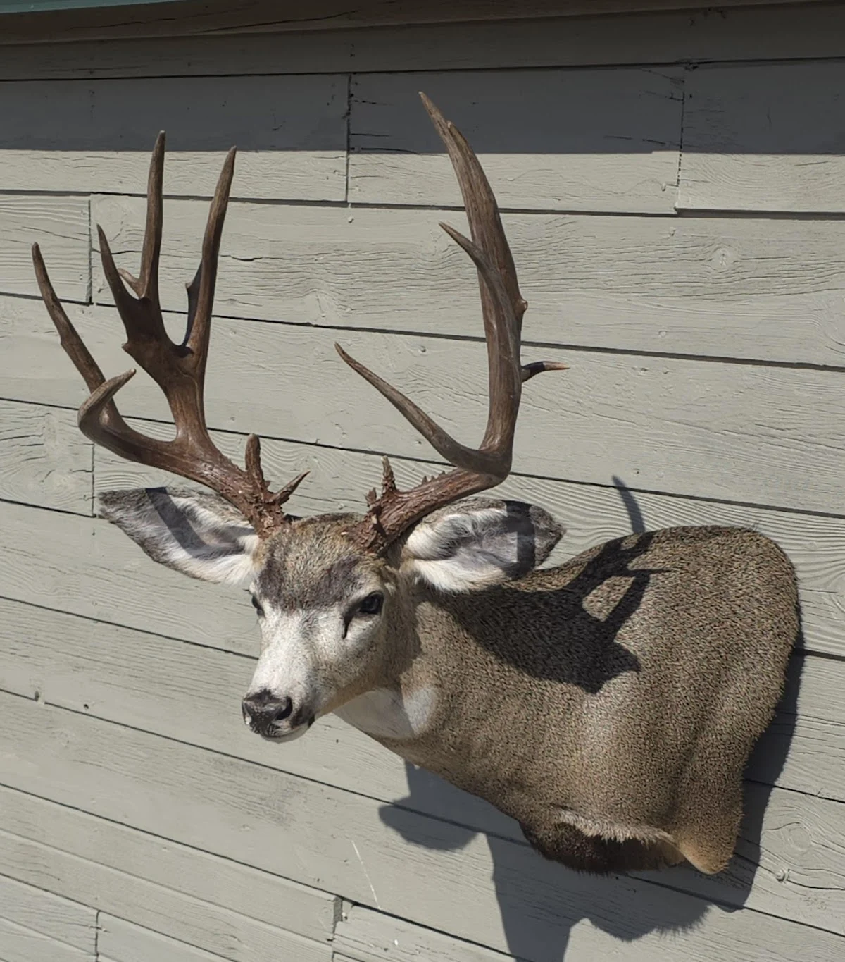 Pleasant Ridge Taxidermy - 2