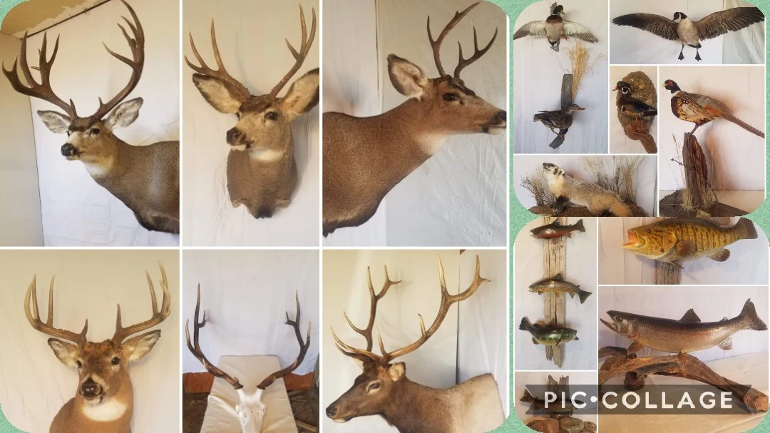 Pleasant Ridge Taxidermy