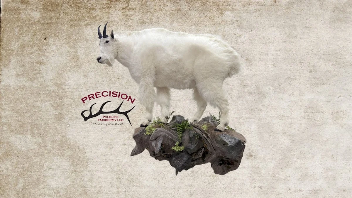 Precision Wildlife Taxidermy, LLC