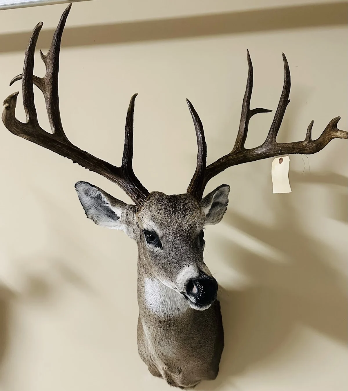 Premier Taxidermy - 2