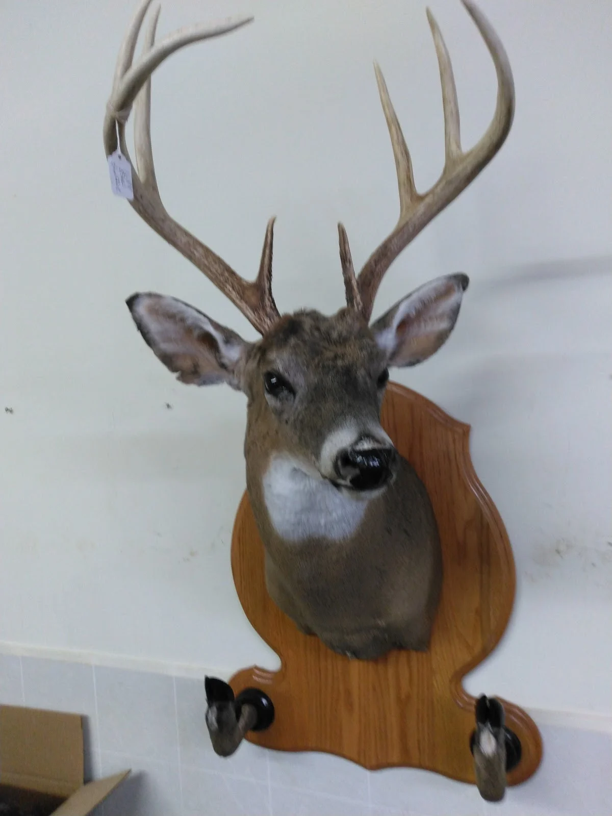 Presgraves Taxidermy