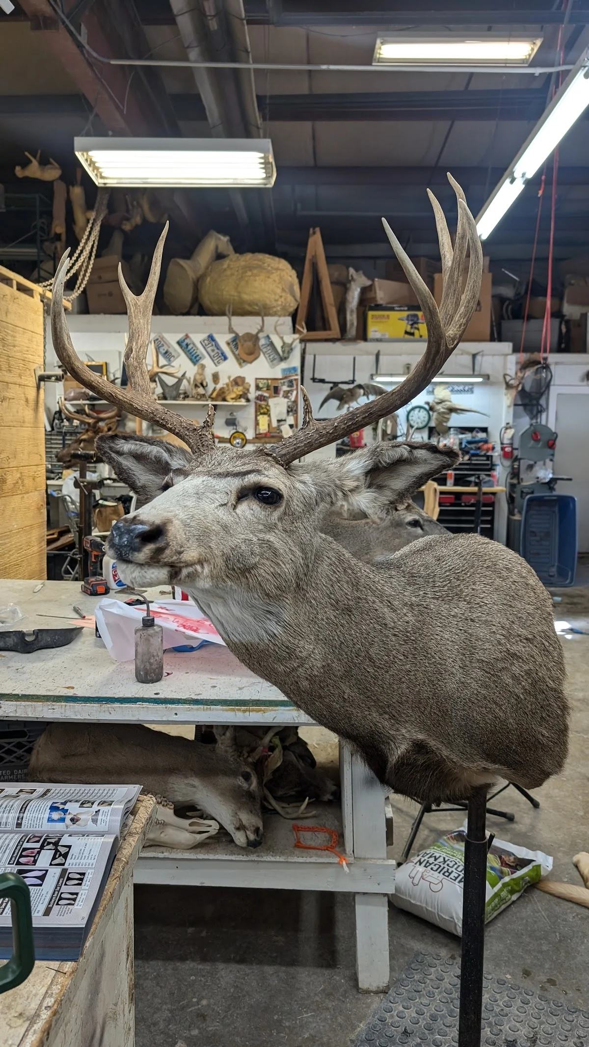 Promount School of Taxidermy LLC