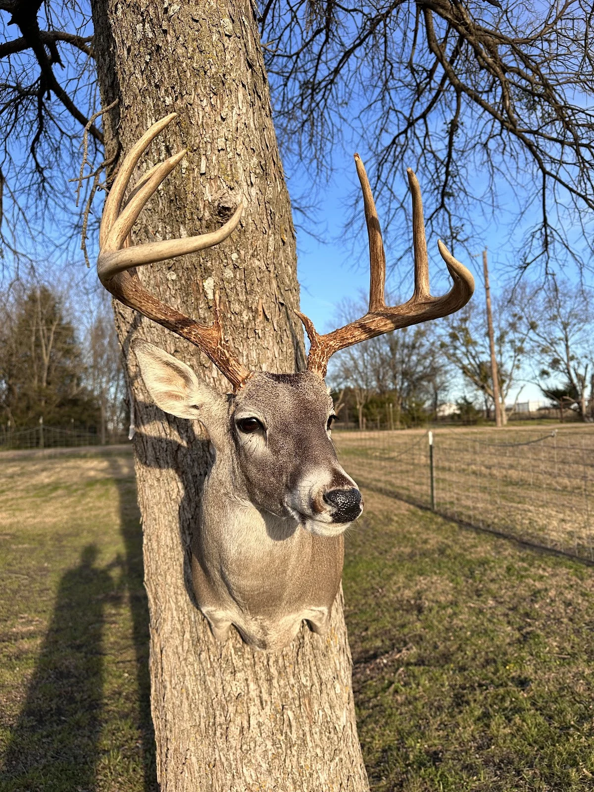 Purple Antler Taxidermy