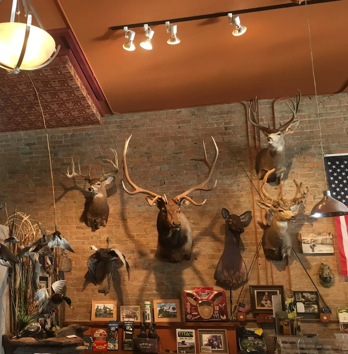 Purple Heart Taxidermy Studio