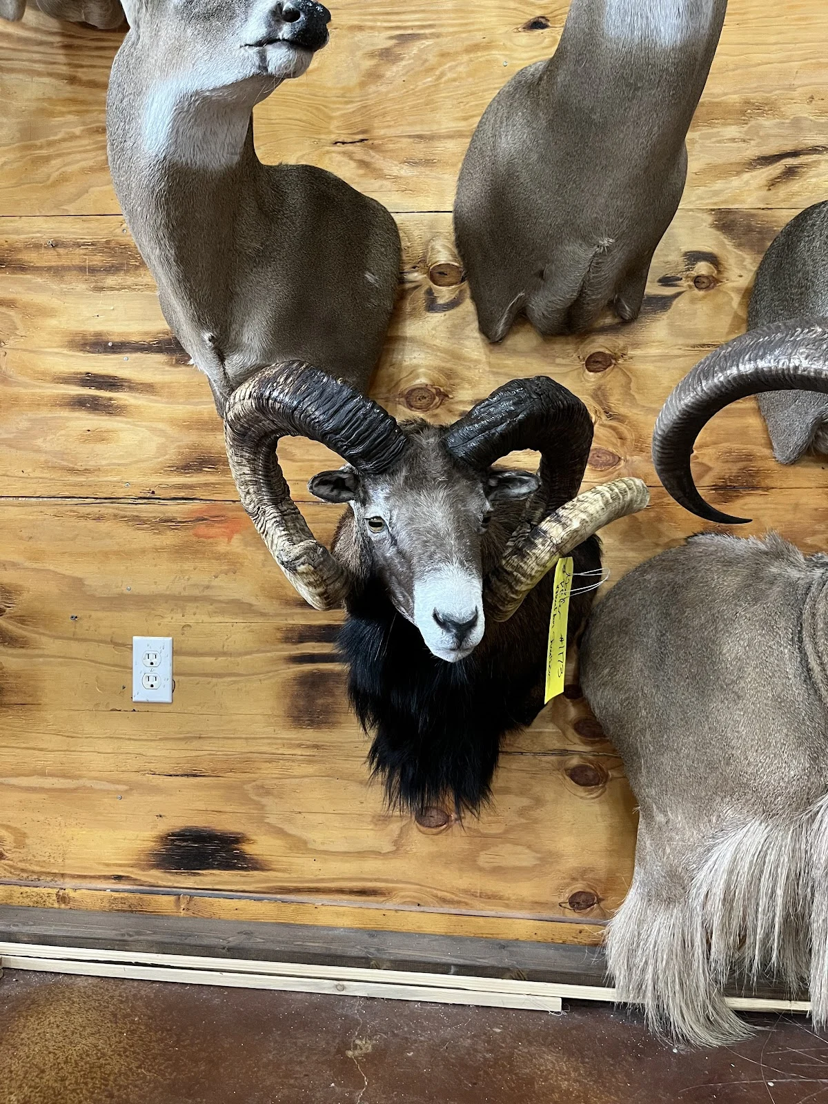 Racks and Tracks Taxidermy - 2