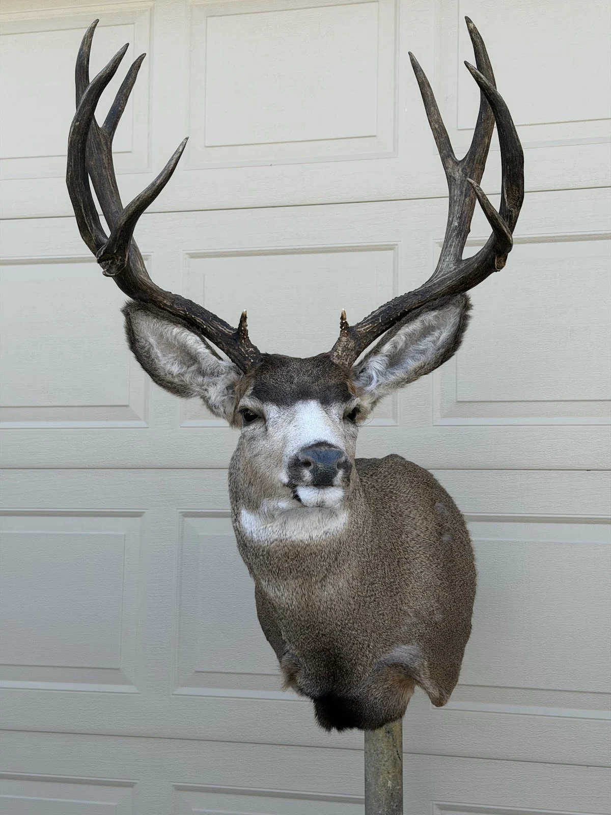 Re Creation Taxidermy - 2
