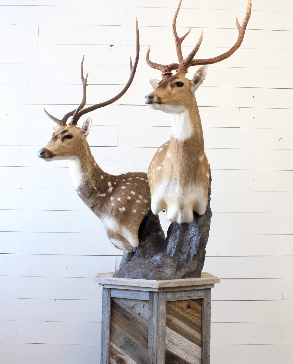 Revival Taxidermy - 2