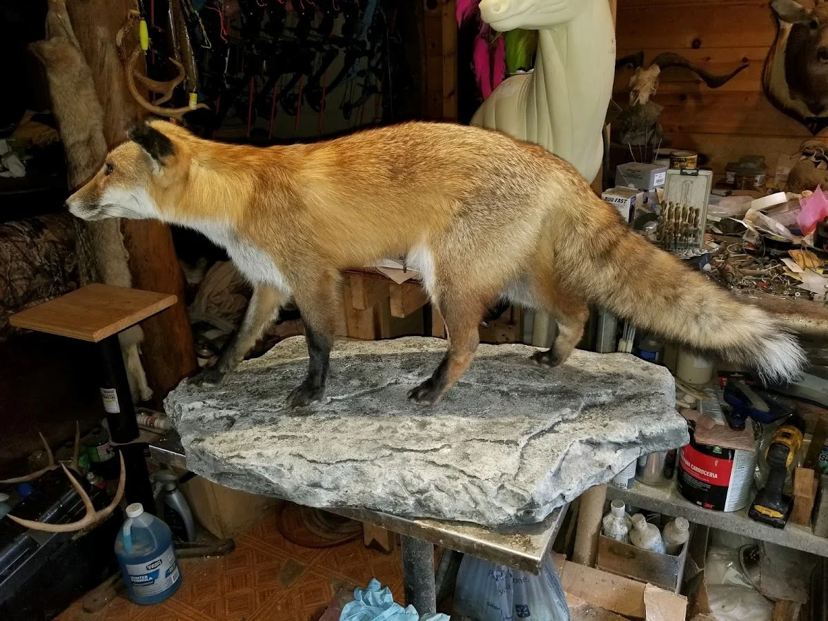 Ridings Taxidermy - 2