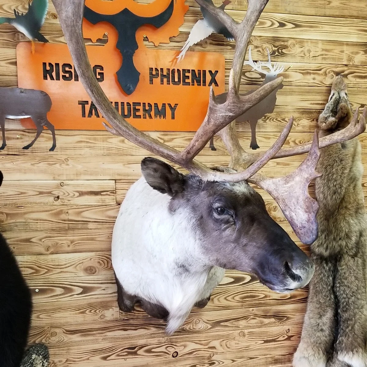 Rising Phoenix Taxidermy - 3