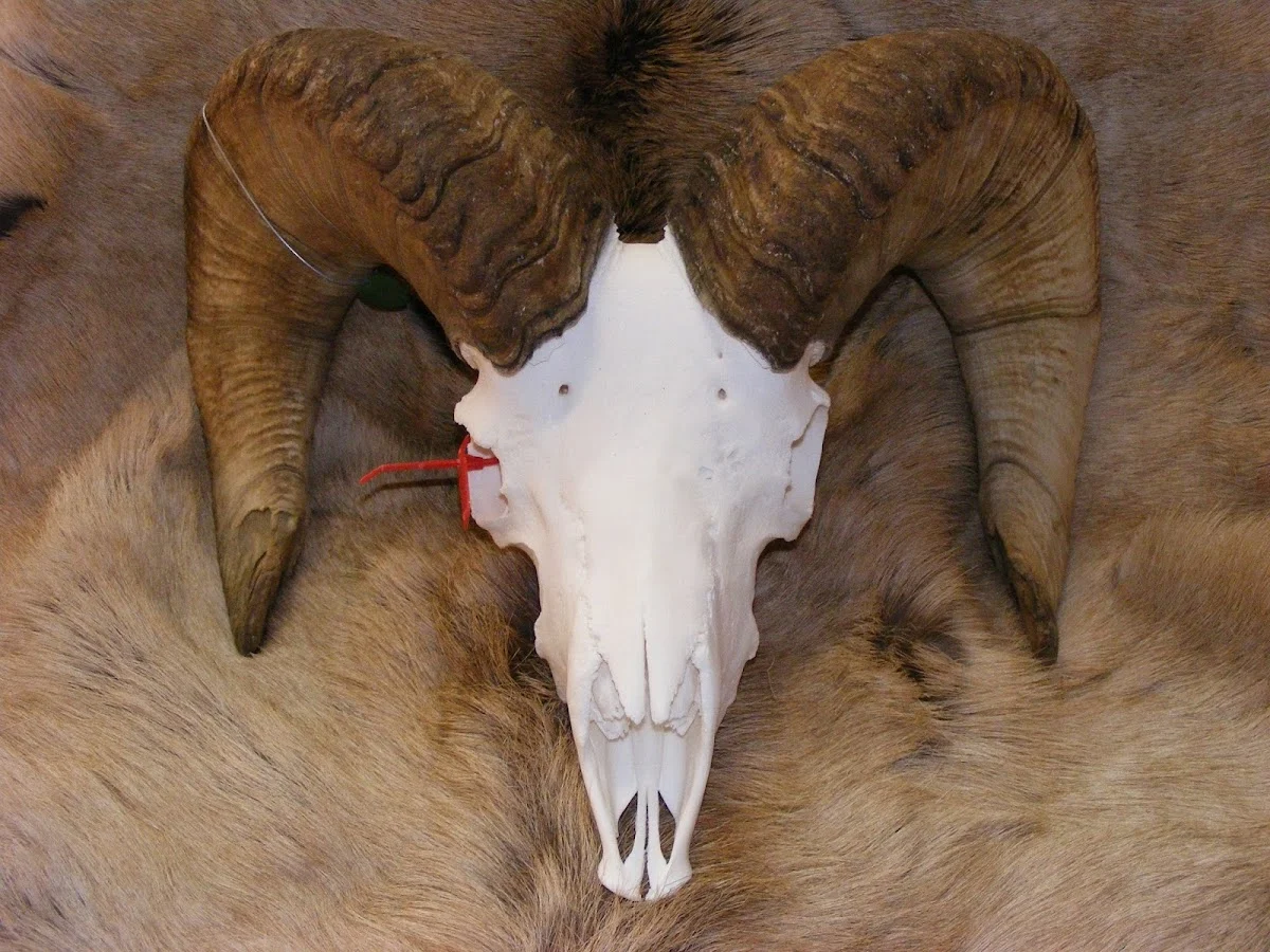 Rocky Mountain Head Hunters