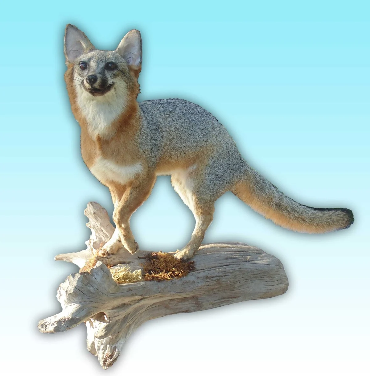 Ron's Taxidermy - 2