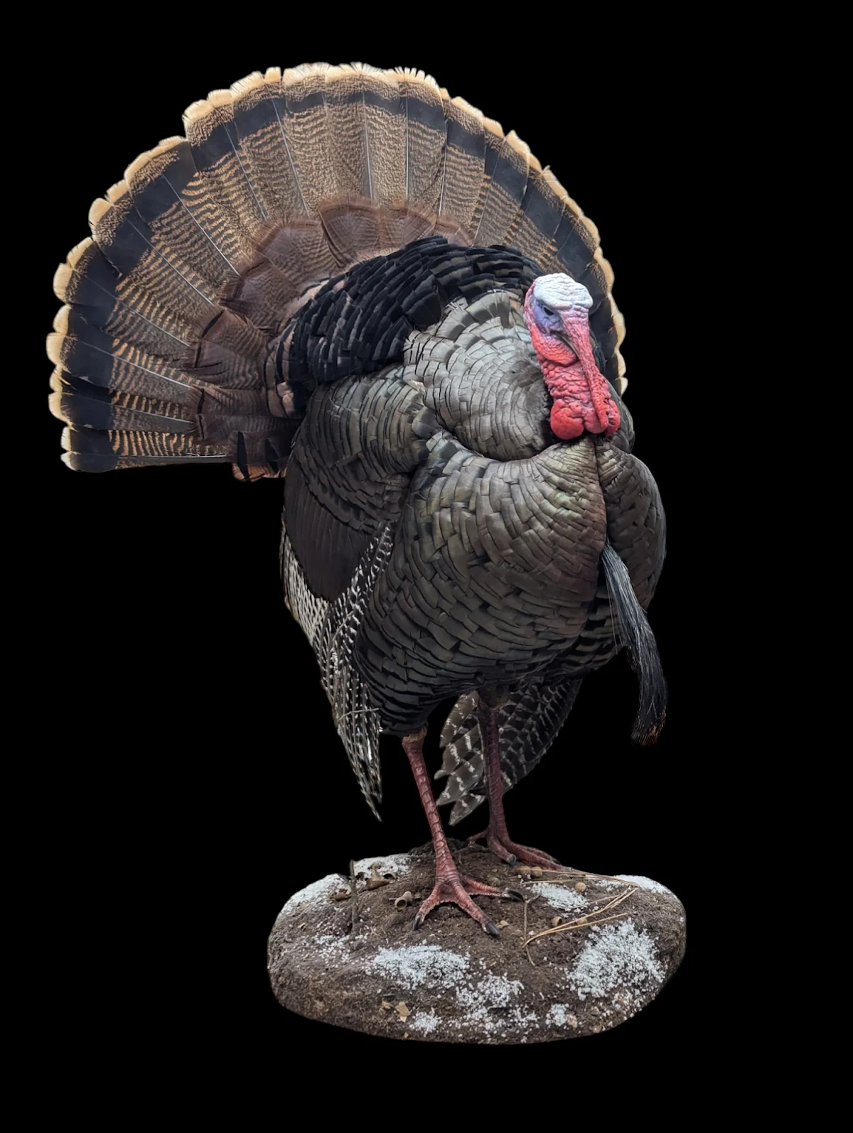 Sawtooth Studio LLC Taxidermy - 2