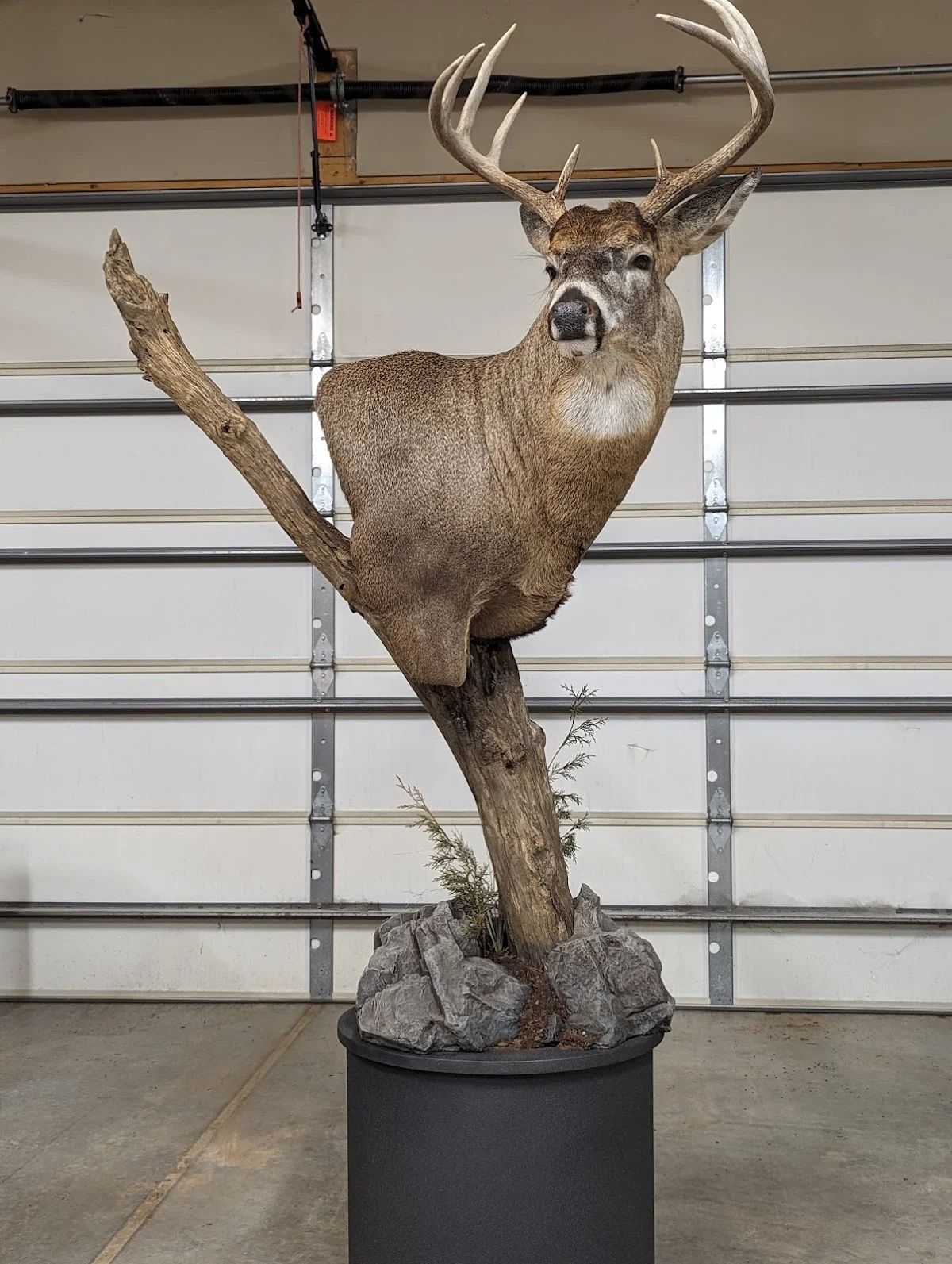 Sawtooth Studio LLC Taxidermy