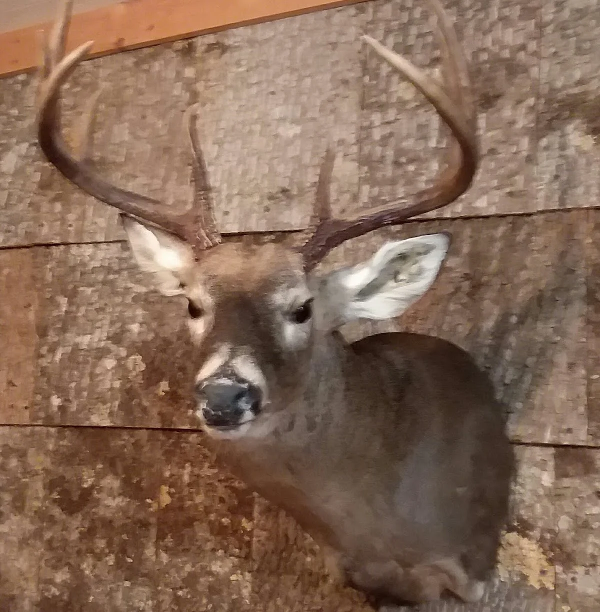 Scott Messer Taxidermy