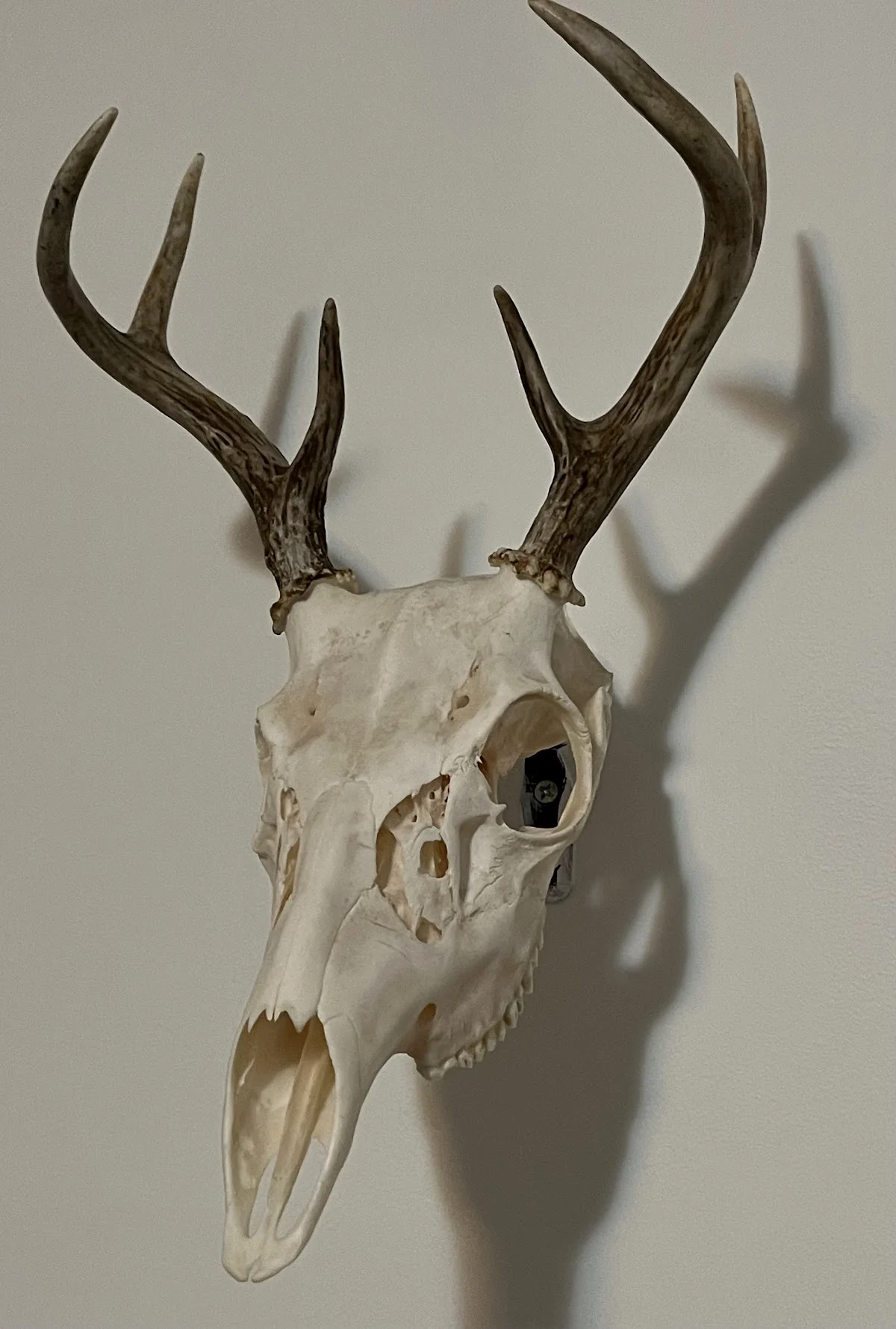 Second Generation Taxidermy - 2