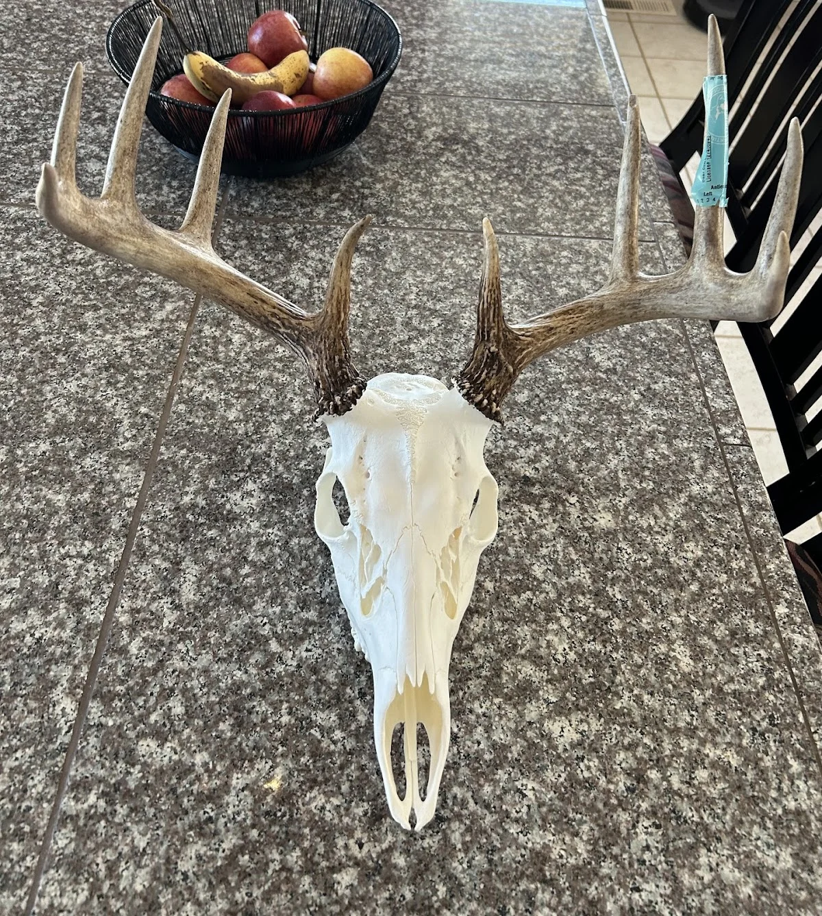 Selby’s Skulls - skull works - 3