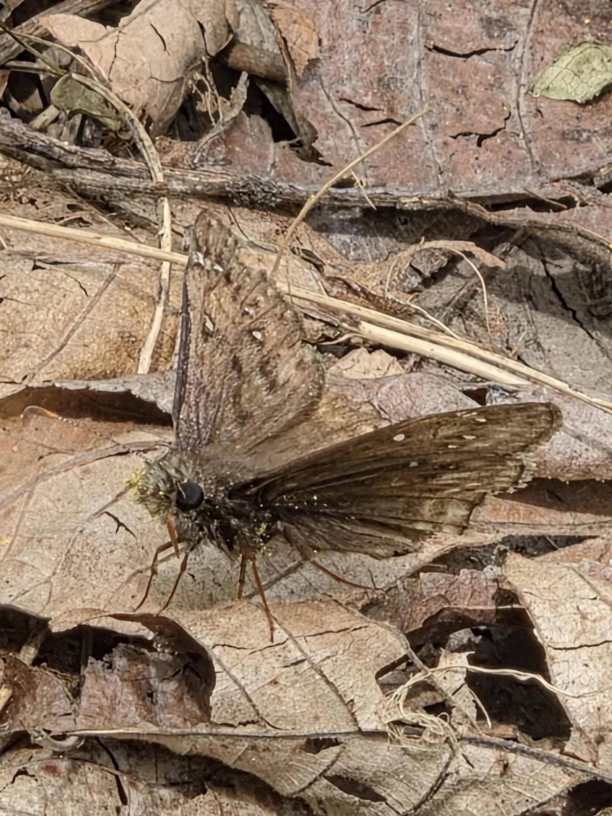 Shawnee Prairie Preserve & Nature Center - 2
