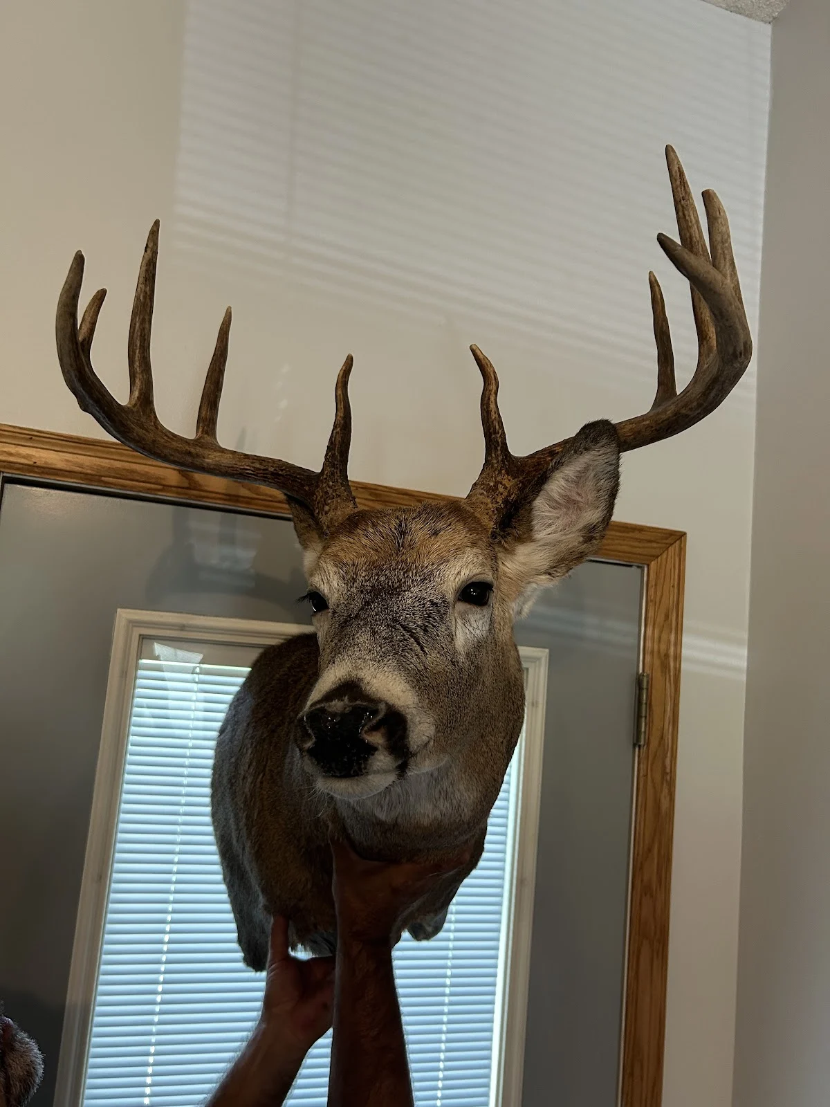 Shawn's Taxidermy