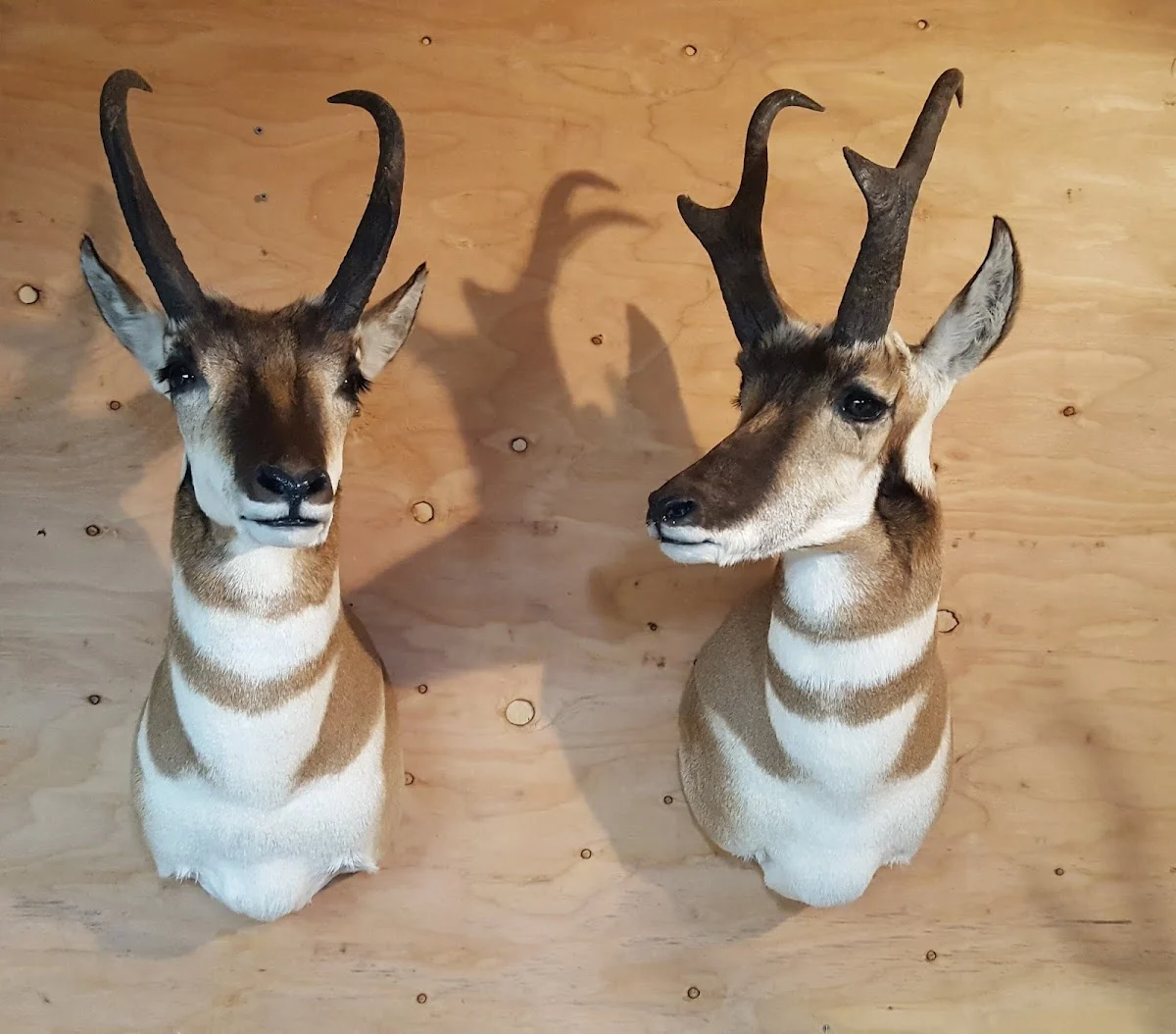 Shoot-n-Stuff Taxidermy