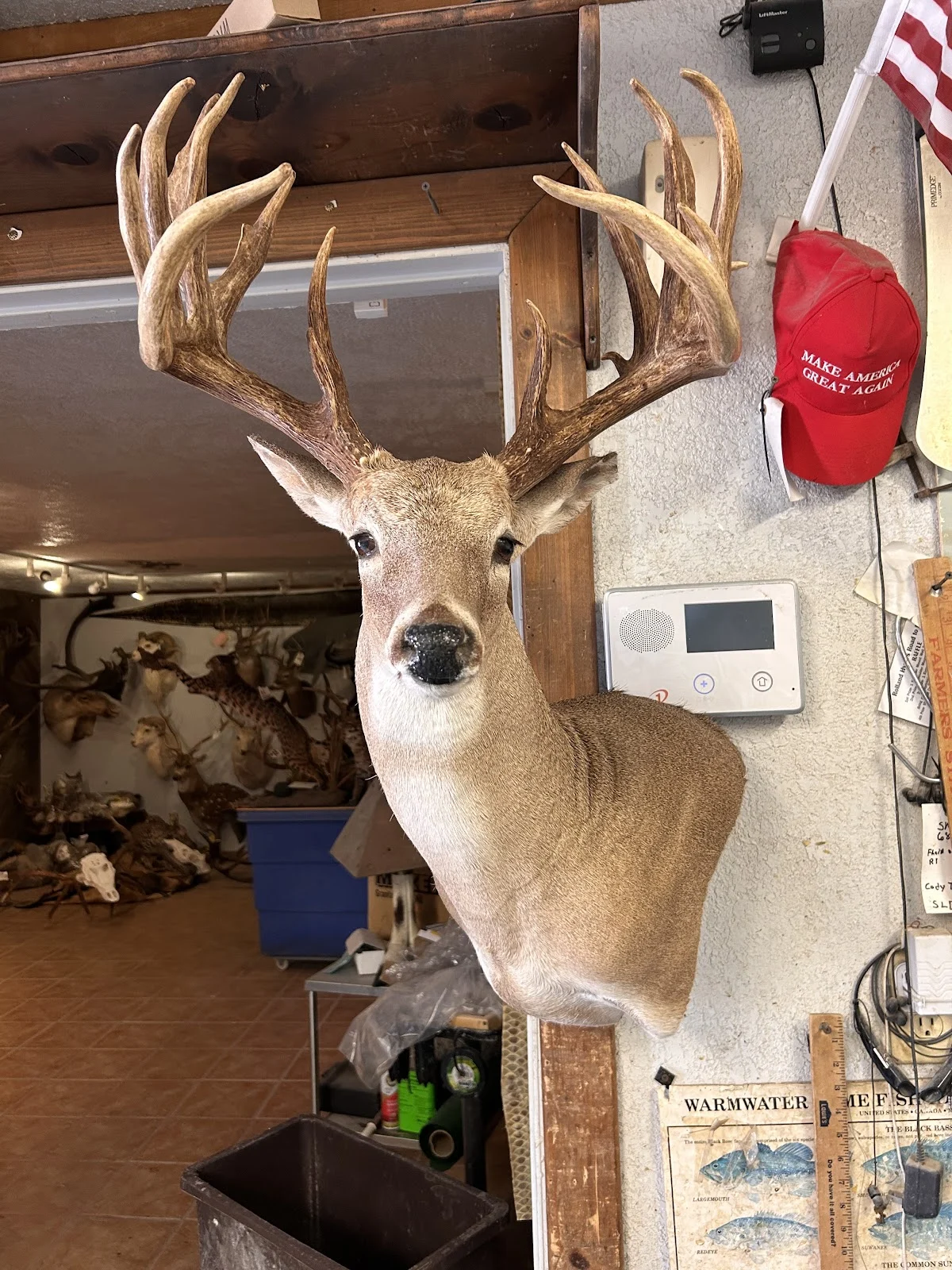 Shur's Taxidermy
