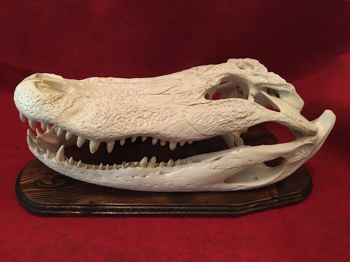 Skulls, Teeth & Antlers