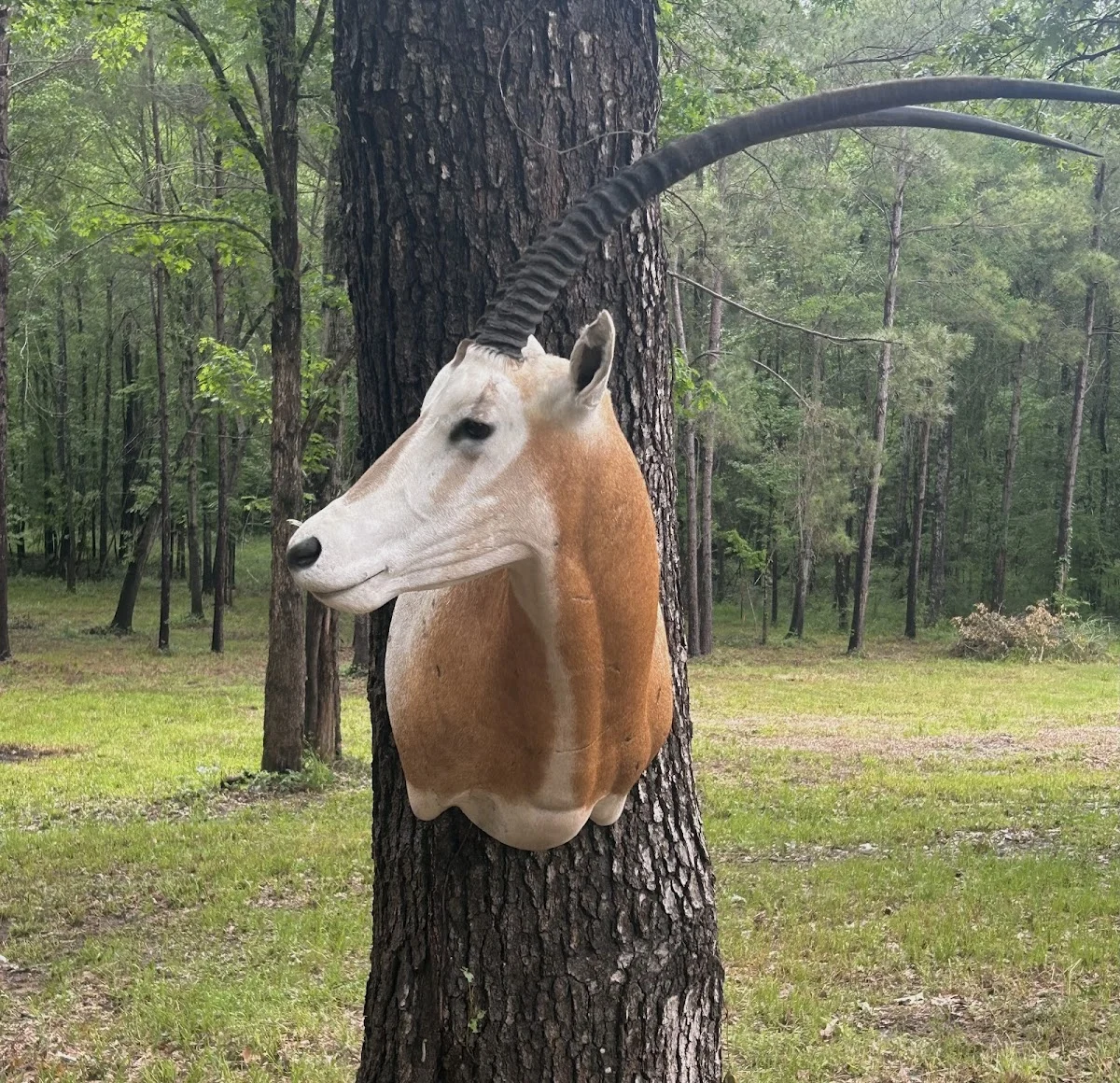 Southern obsession taxidermy - 2