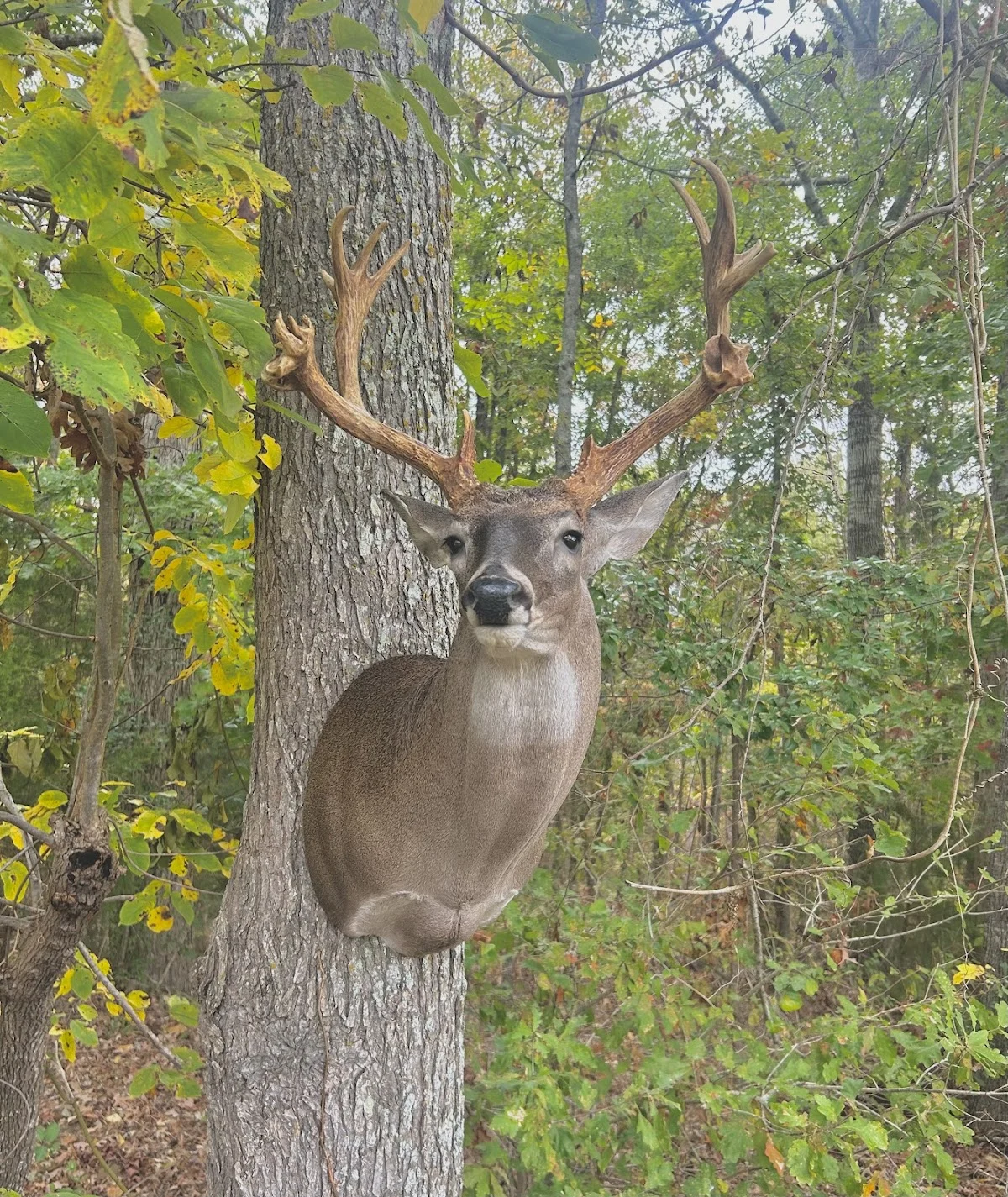 Southern obsession taxidermy