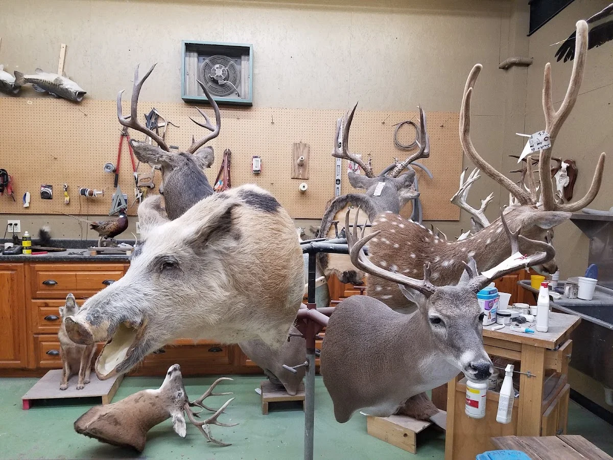 Southern Taxidermy Studios - 2
