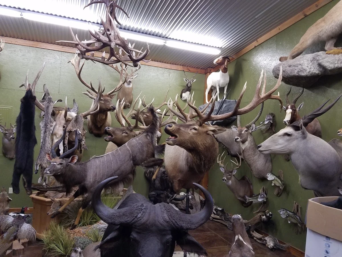 Southern Taxidermy Studios