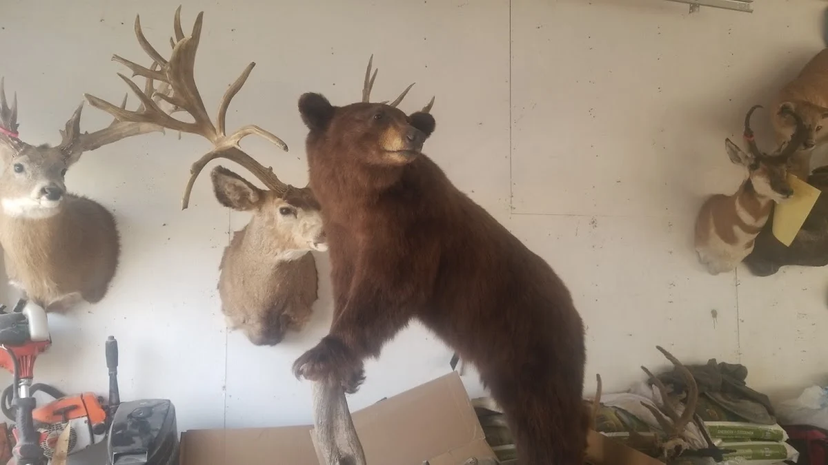 Spirit of the Wild Taxidermy