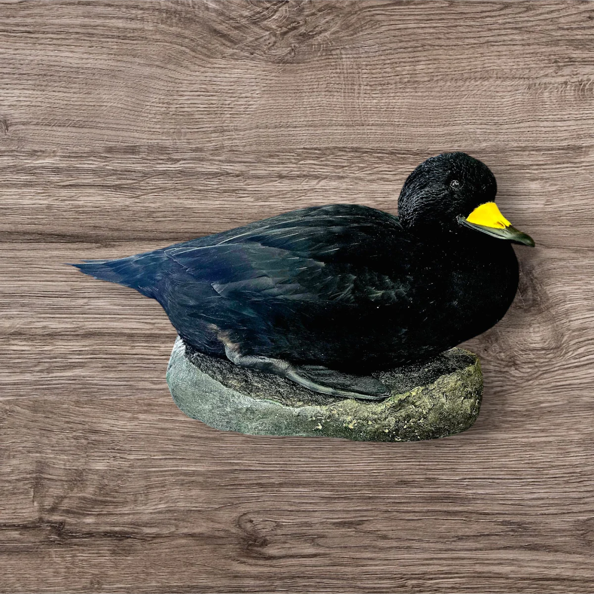 Stillwater Avian Taxidermy - 2