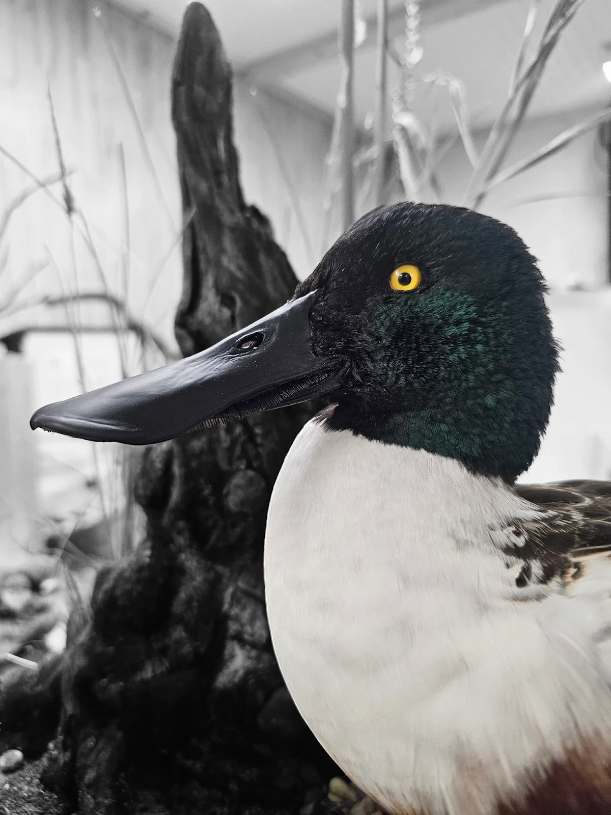 Stillwater Avian Taxidermy