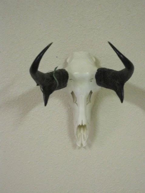 Sundowner Taxidermy - 2