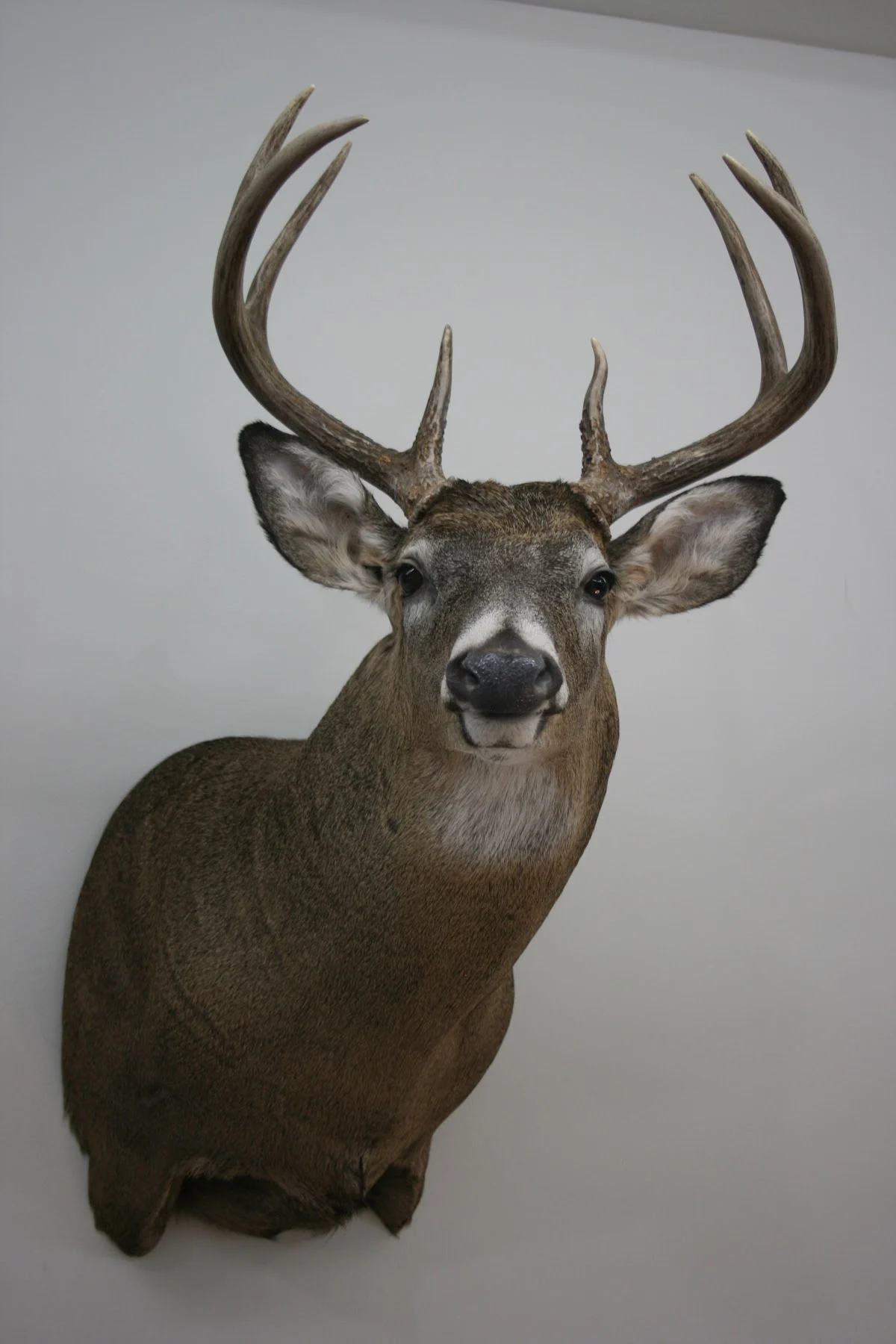 Tall Tale Taxidermy - 3