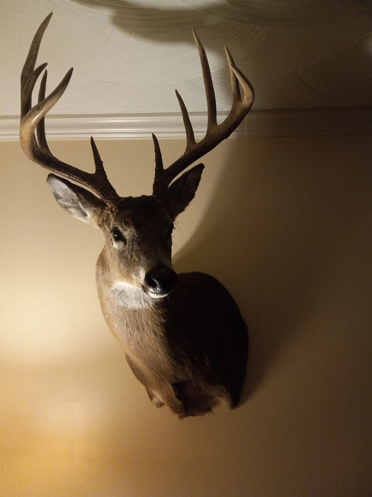 Taylor Taxidermy