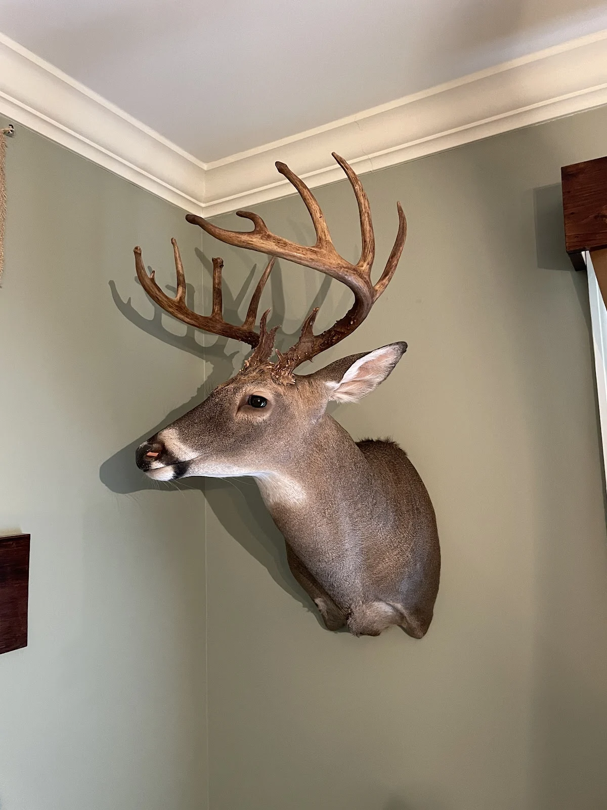 Taylor's Taxidermy