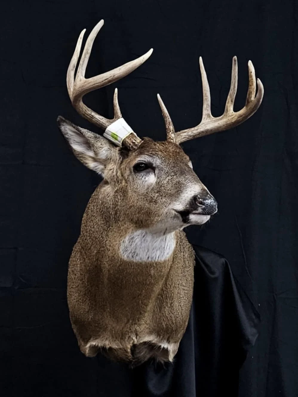 Tetzlaff Taxidermy - 2