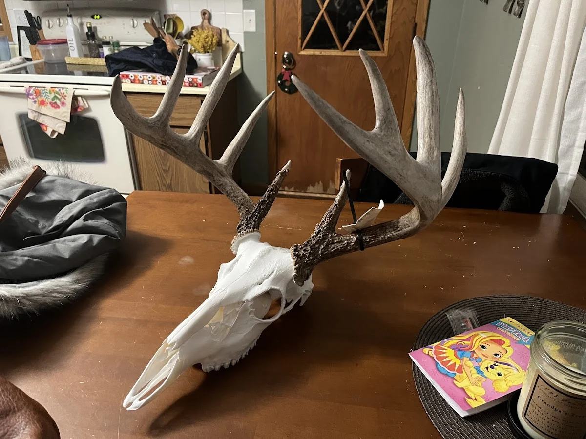 The Chase Taxidermy Studio - 2