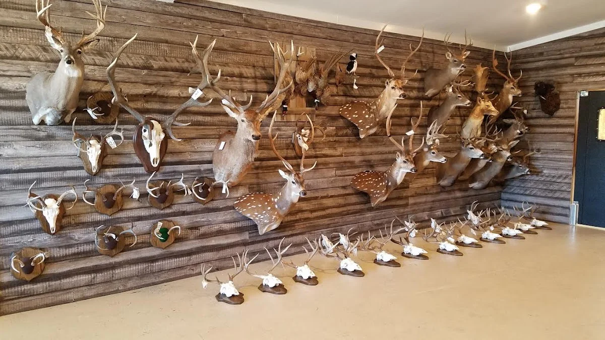 The Outpost Taxidermy - 2