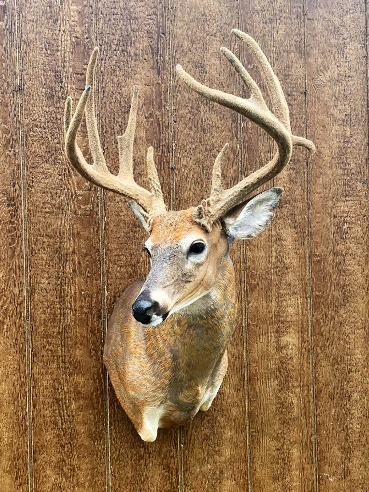 The Taxidermy - 2